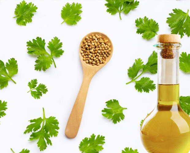 Coriander Seed Oil